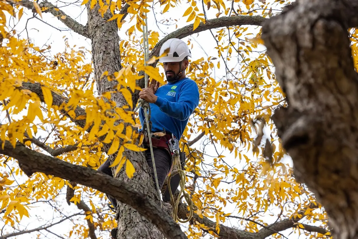 Skilled Tree Trimming crew working in Manley